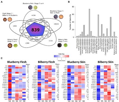 The Coordinated Action of MYB Activators and Repressors Controls Proanthocyanidin and Anthocyanin Biosynthesis in Vaccinium